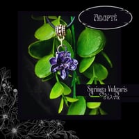Image 3 of ☽ Syringa Vulgaris ☾