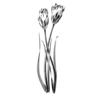 Image 1 of TULIPA GEERTRUYD
