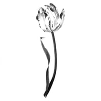 Image 1 of TULIPA LARA