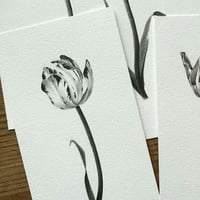 Image 4 of TULIPA LARA