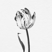 Image 2 of TULIPA LARA