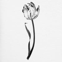 Image 3 of TULIPA LARA