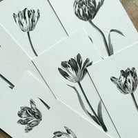 Image 4 of TULIPA TESSA