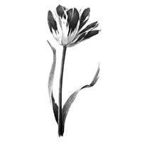Image 1 of TULIPA TESSA