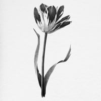 Image 3 of TULIPA TESSA