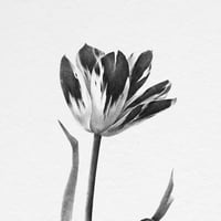 Image 2 of TULIPA TESSA