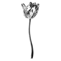 Image 1 of TULIPA LOTTE