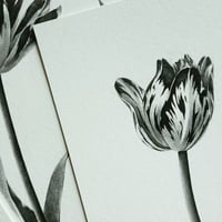 Image 4 of TULIPA LOTTE