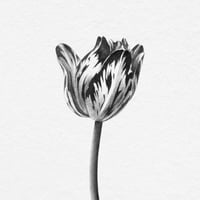 Image 2 of TULIPA LOTTE