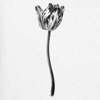 Image 3 of TULIPA LOTTE