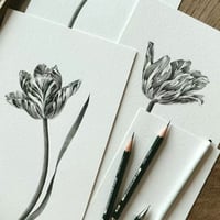 Image 4 of TULIPA ANNELIES