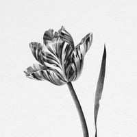 Image 2 of TULIPA ANNELIES