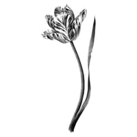 Image 1 of TULIPA ANNELIES