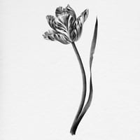 Image 3 of TULIPA ANNELIES