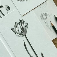 Image 4 of TULIPA MARIJKE