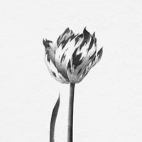 Image 2 of TULIPA MARIJKE