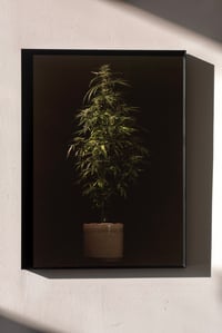 Image 1 of Northern Light