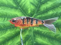 Image 1 of SPEEDBAITS Custom Airbrushed Swimbait MAYAN