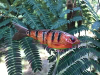Image 5 of SPEEDBAITS Custom Airbrushed Swimbait MAYAN