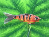 Image 2 of SPEEDBAITS Custom Airbrushed Swimbait MAYAN