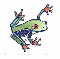 Image 1 of Red-Eyed Tree Frog