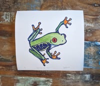 Image 4 of Red-Eyed Tree Frog