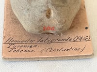 Image 4 of Fossile d'oursin Hemiaster latigrunda – Tébessa – Peron et Gauthier –  fin XIXe / début XXe