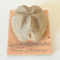 Image 1 of Fossile d'oursin Hemiaster latigrunda – Tébessa – Peron et Gauthier –  fin XIXe / début XXe