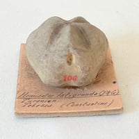 Image 5 of Fossile d'oursin Hemiaster latigrunda – Tébessa – Peron et Gauthier –  fin XIXe / début XXe