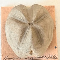 Image 2 of Fossile d'oursin Hemiaster latigrunda – Tébessa – Peron et Gauthier –  fin XIXe / début XXe