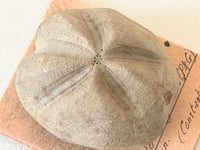 Image 3 of Fossile d'oursin Hemiaster latigrunda – Tébessa – Peron et Gauthier –  fin XIXe / début XXe