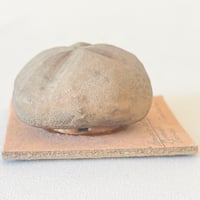 Image 6 of Fossile d'oursin Hemiaster latigrunda – Tébessa – Peron et Gauthier –  fin XIXe / début XXe
