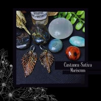 Image 1 of ☽ Castanea Mariscum ☾