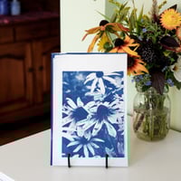Image 1 of Rudbeckia Cyanotype Print