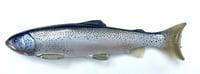 12" Line Through Trout - Stressed Stocker (Half Dot)
