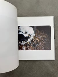 Image 7 of More Cooning with Cooners - Kalev Erickson