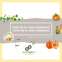 CICLE VIDA CARBASSA / CICLO VIDA CALABAZA