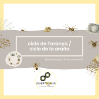 CICLE VIDA ARANYA / CICLO VIDA ARAÑA