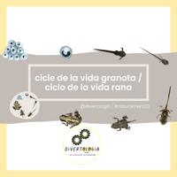 CICLE VIDA GRANOTA / CICLO VIDA RANA