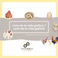 CICLE VIDA GALL & GALLINA / CICLO VIDA GALLO & GALLINA