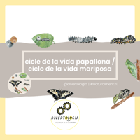 CICLE VIDA PAPALLONA / CICLO VIDA MARIPOSA