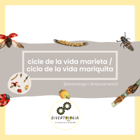 CICLE VIDA MARIETA / CICLO VIDA MARIQUITA