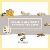CICLE VIDA ABELLA / CICLO VIDA ABEJA