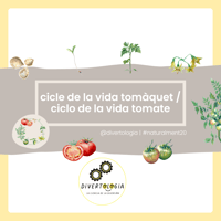 Image 1 of CICLE VIDA TOMÀQUET / CICLO VIDA TOMATE