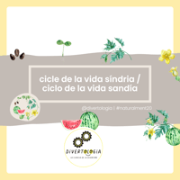 Image 1 of CICLE VIDA SÍNDRIA / CICLO VIDA SANDÍA