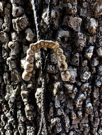 Image 5 of Teeth Bolo