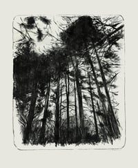 Image 2 of Black pines