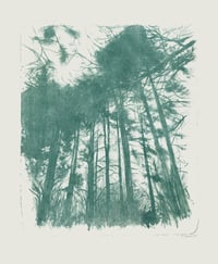Image 3 of Black pines