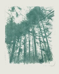 Image 1 of Black pines