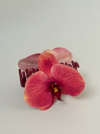 Image 1 of Rhubarb phalaenopsis orchid 